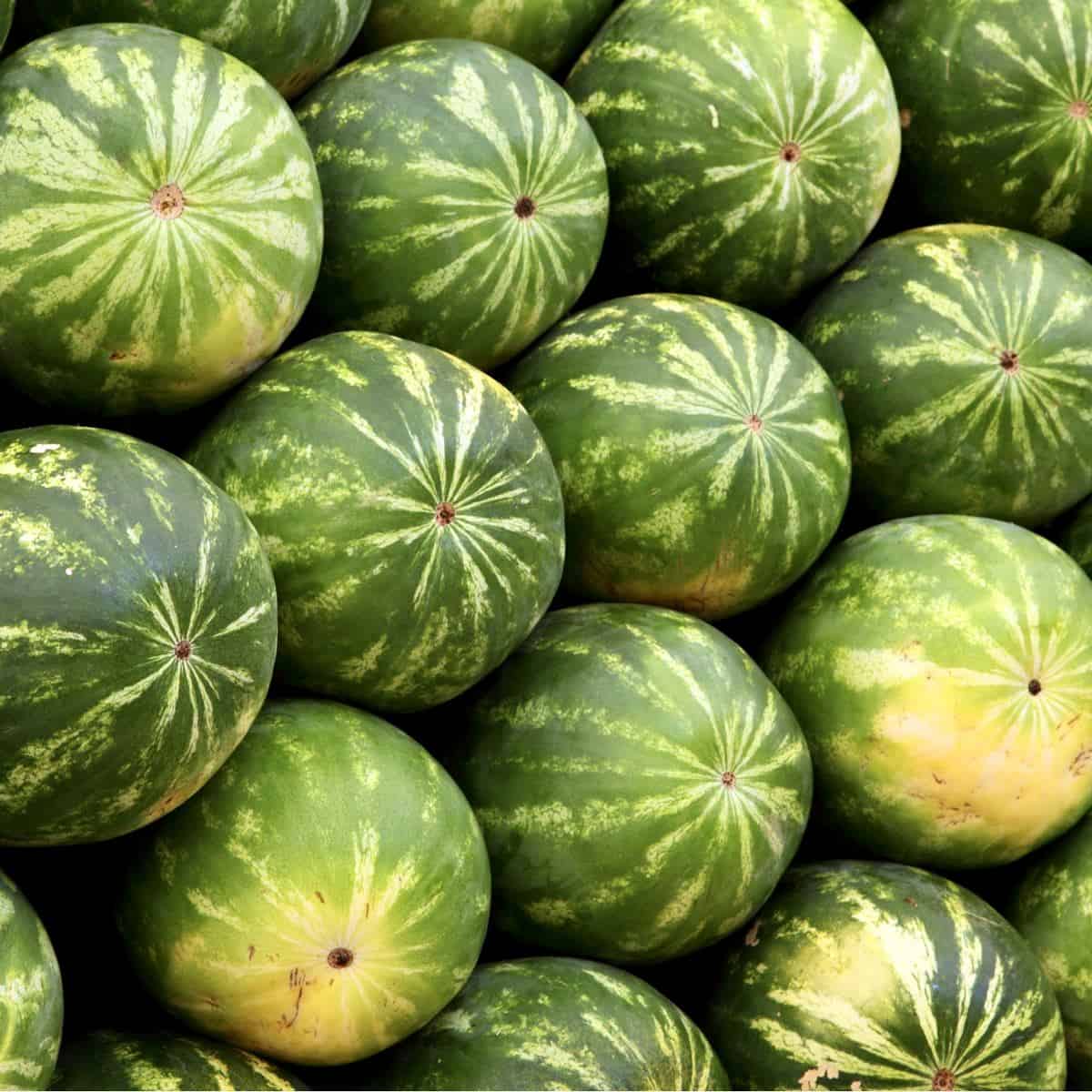 A stack of watermelons.