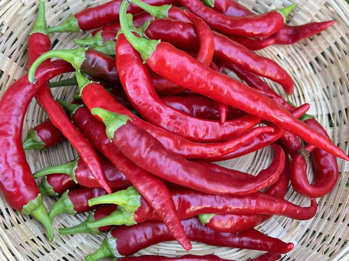 Hot chili peppers in a wicker basket.