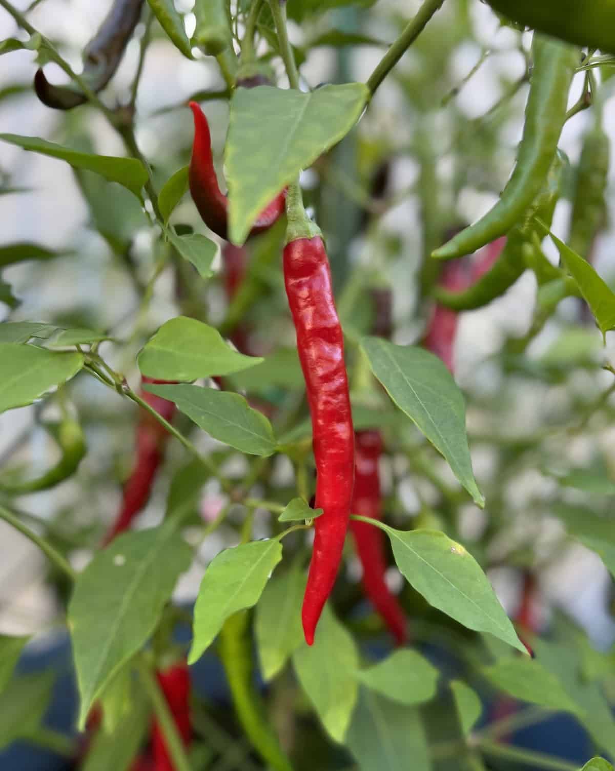 A plant of chile peppers.