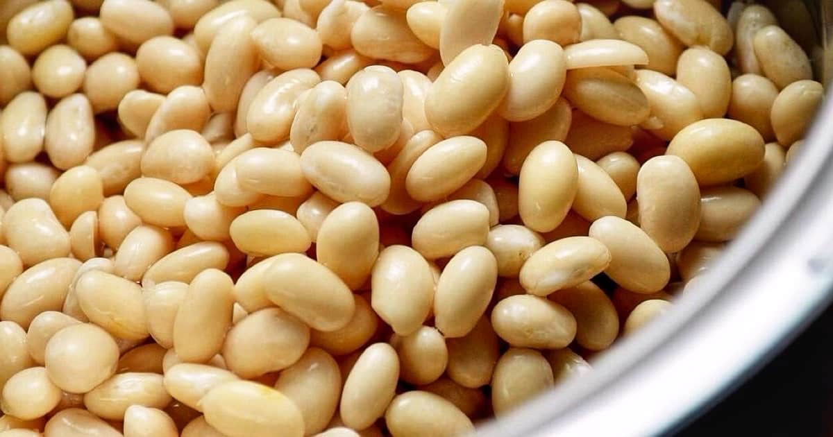 A close up of the white beans after they have been soaked and boiled.