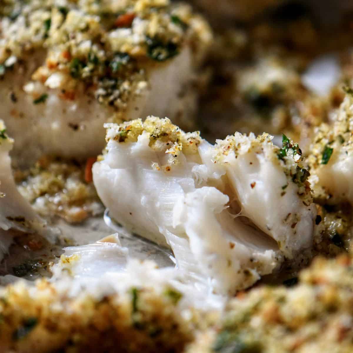 The opaque color of the interior of the baked cod fish. A close up of the white flesh of the cod fish flaking easily.
