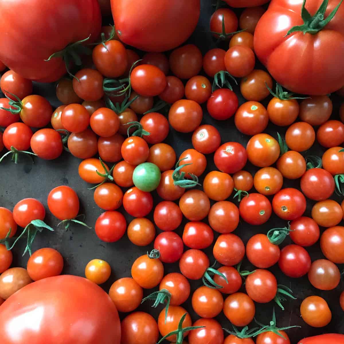 One green cherry tomato can be seen among dozens of bright red cherry tomatoes.
