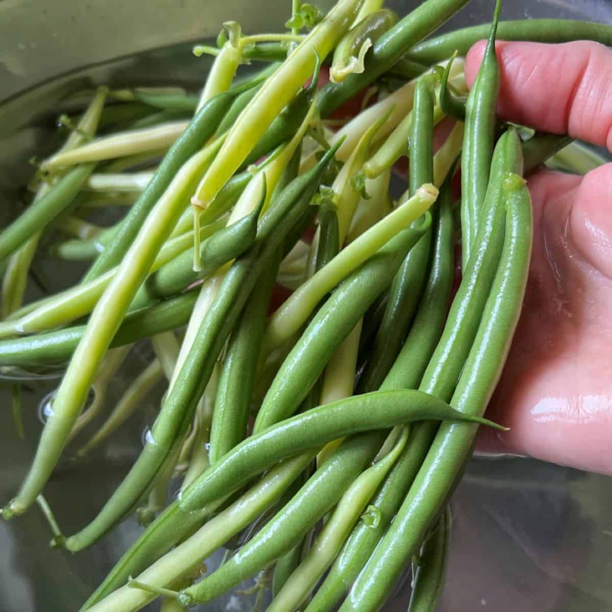 Fresh green and yellow beans being washed.