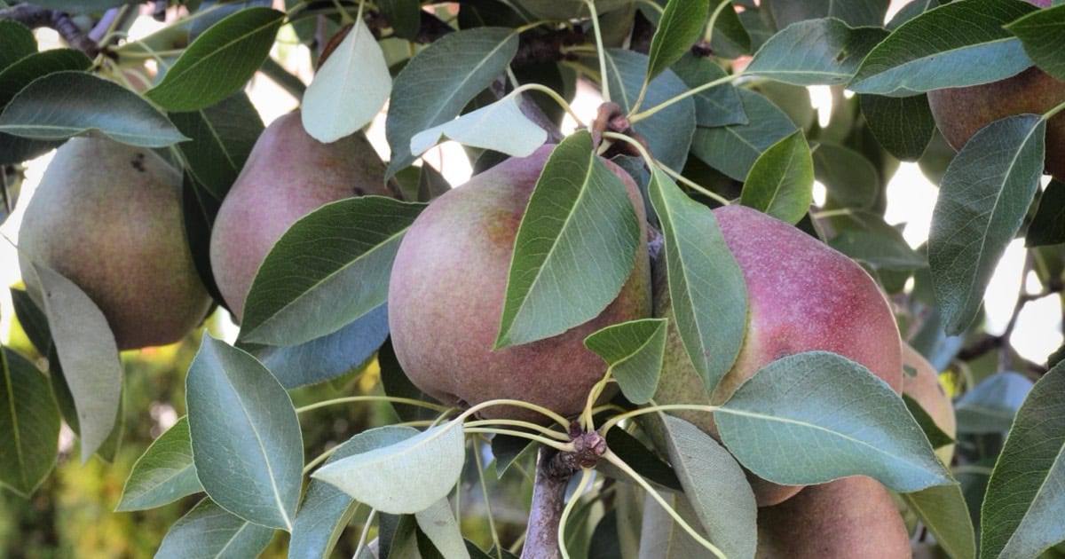 Fresh pears hanging from a pear tree.