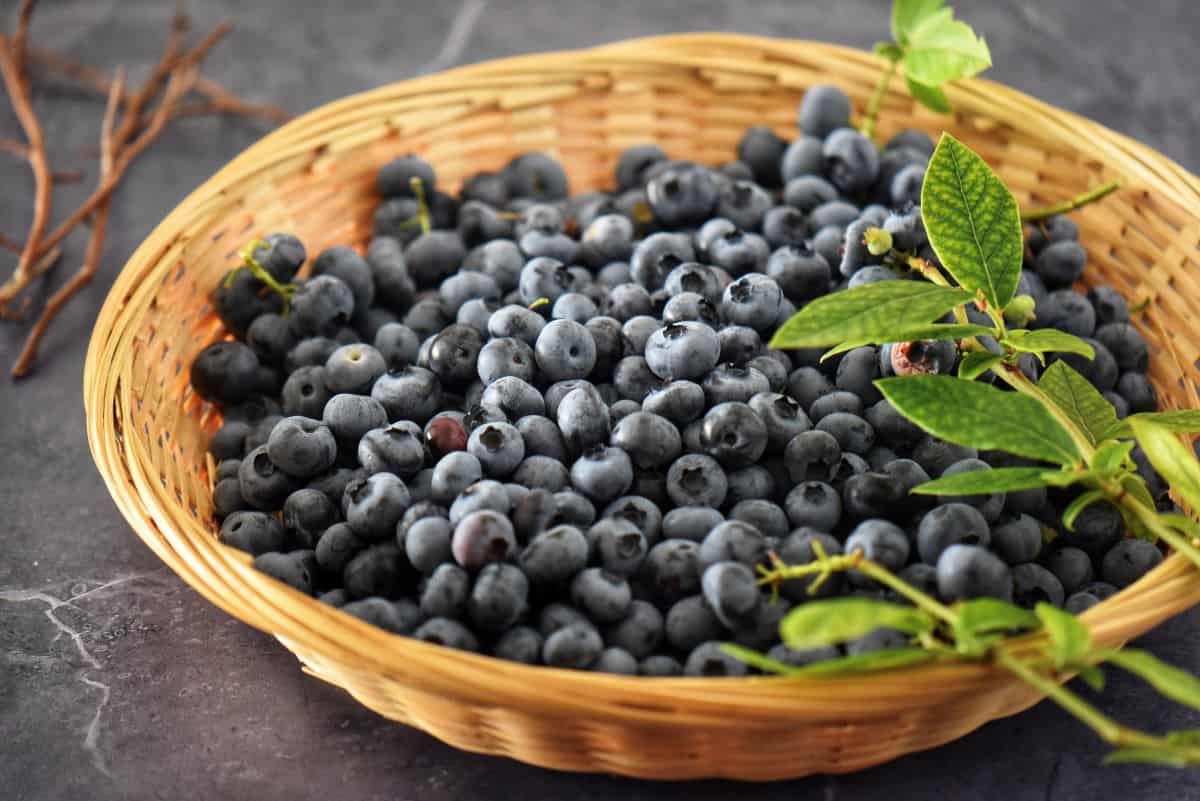 Freshly picked blueberries in a wicker basket.