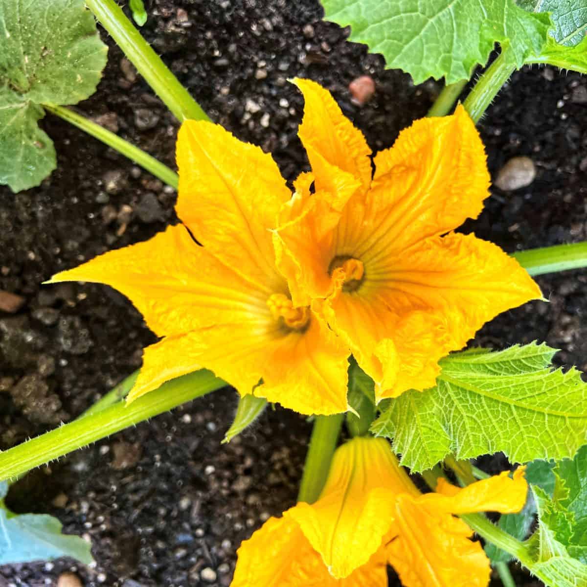 A female and male squash blossom next to each other.