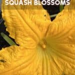 A pinterest pin on how to store squash blossoms.
