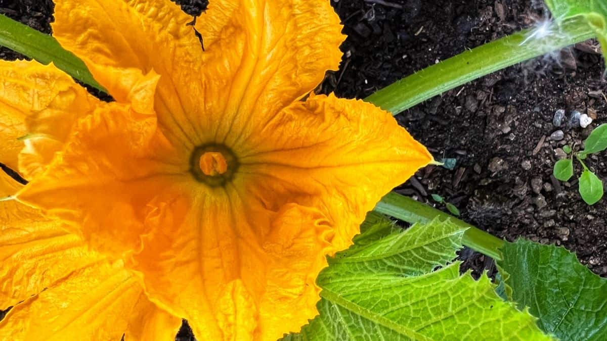 An overhead photo of a zucchini flower.