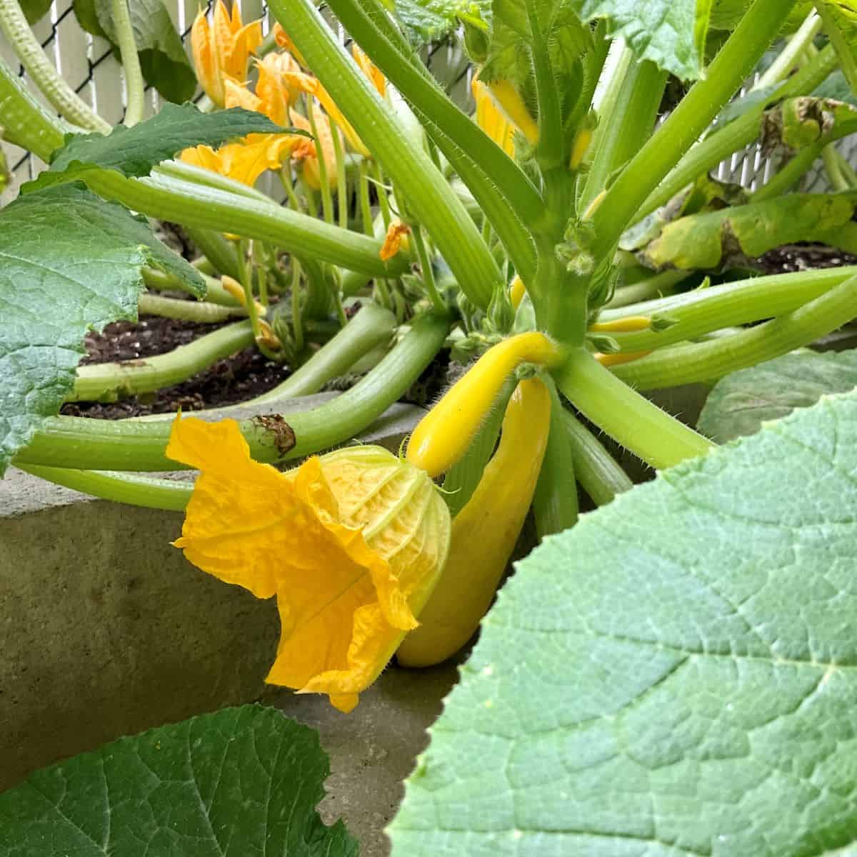 A summer squash with the blossom still attached to it.