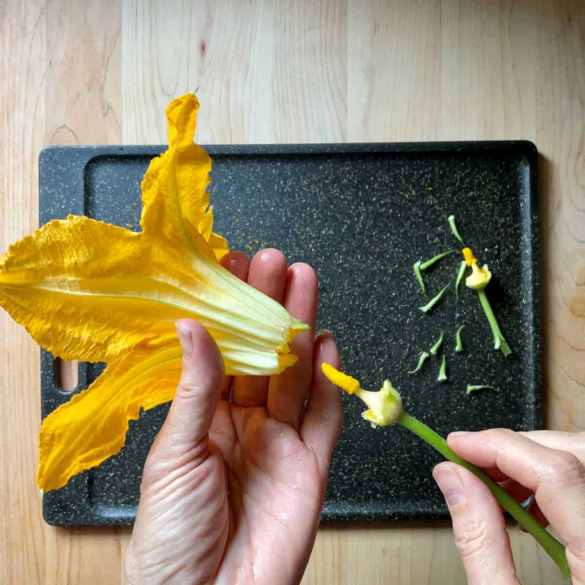 Removing the stamen from a male squash blossom.