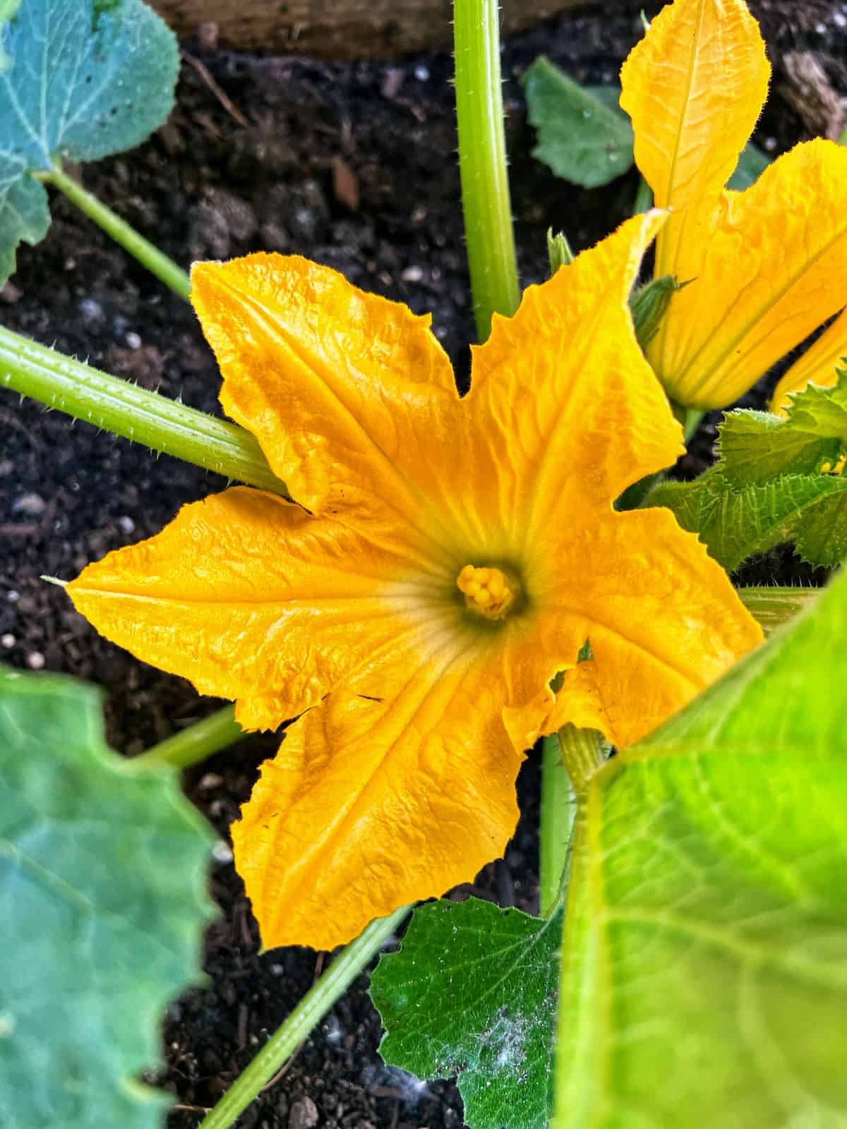 A squash blossom in a garden.