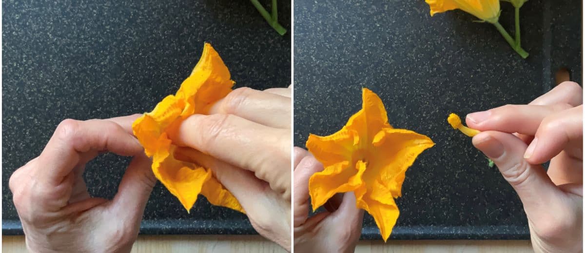 Removing the stamen from a male squash blossom.