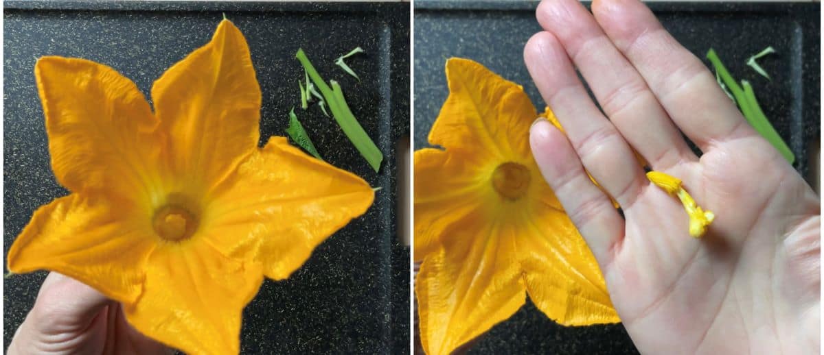 A photo collage of a zucchini flower with and without the stamen.