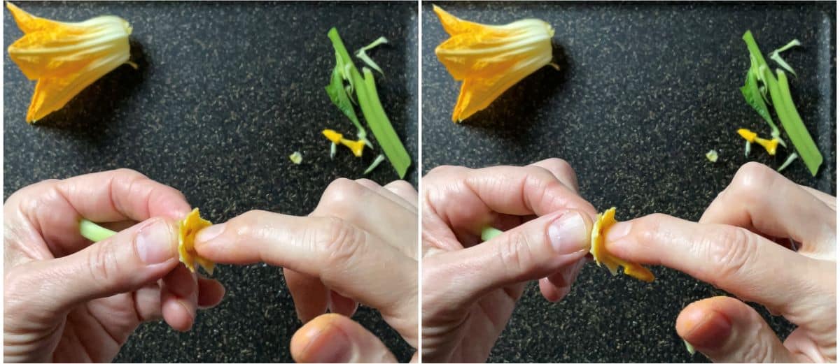 A photo collage of how to remove the stamen from a male zucchini flower.