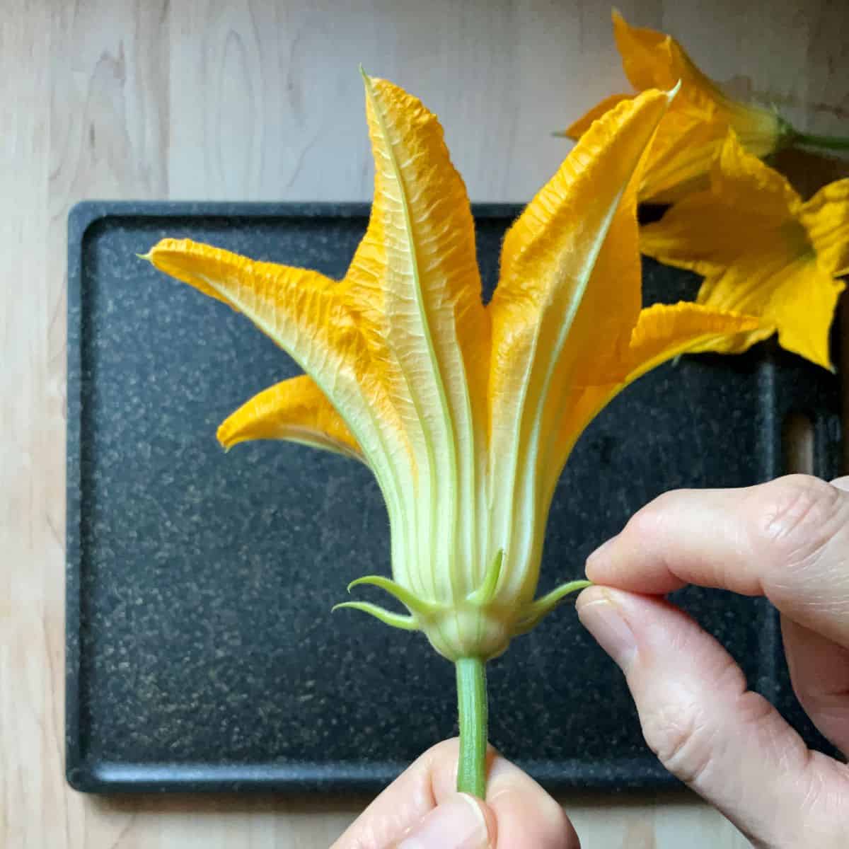 Removing the sepal of a male zucchini flower.