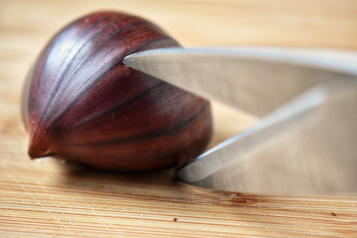 A chestnut being cut with a scissor.