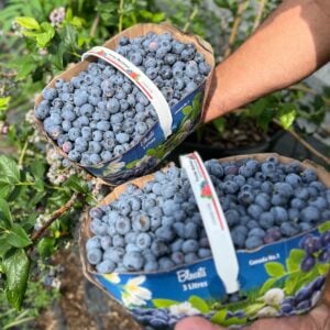 Freshly picked blueberries in baskets.
