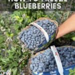 A Pinterest pin of freshly picked blueberries in baskets.