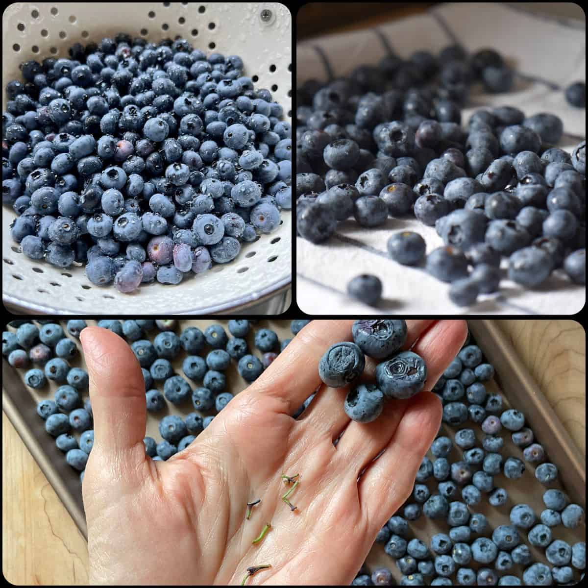 Process shots of blueberries being rinsed in a colander, spread out on a clean towel and removing any stems.
