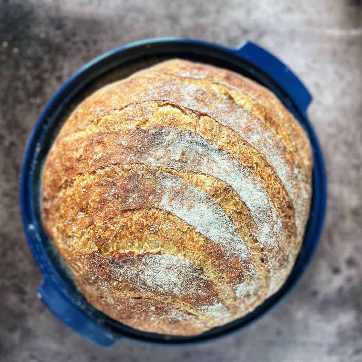 An overhead photo of Italian pagnotta bread.
