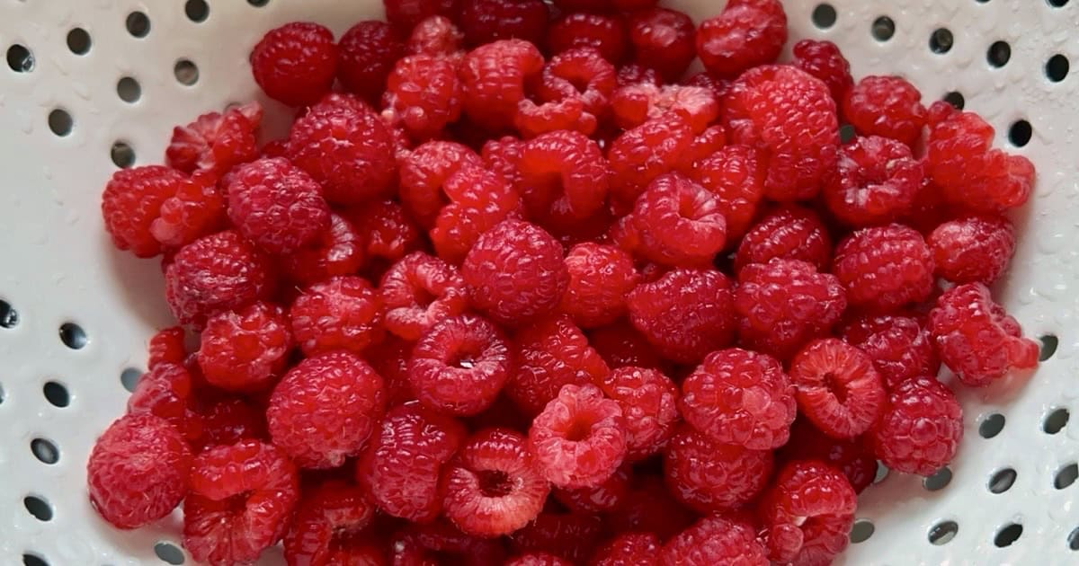 Red raspberries in a white colander.